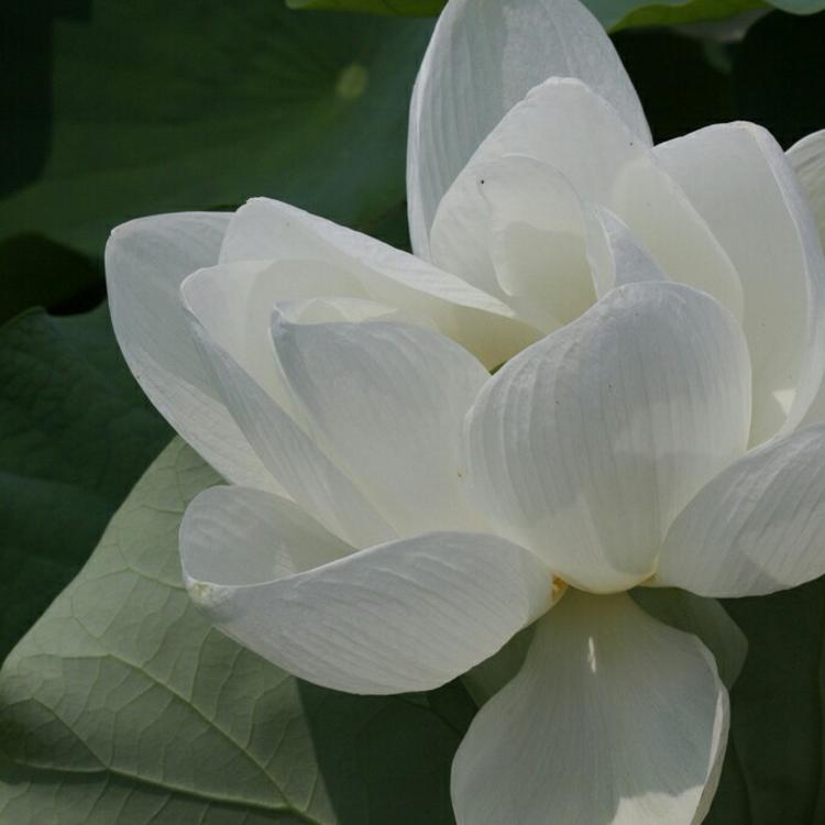 明神弥彦（身份：神谷道场弟子、少年剑客） - 独播剧场VIP在线观看 - 电脑视频